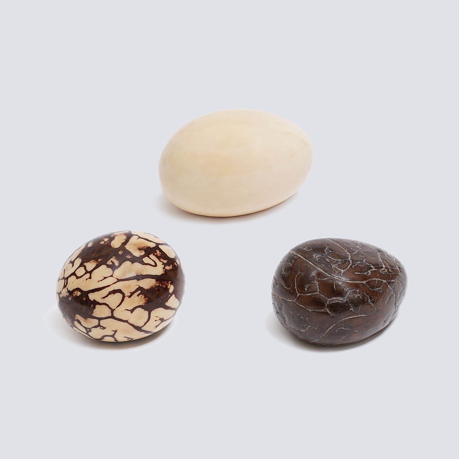 Semone di Tagua Naturale